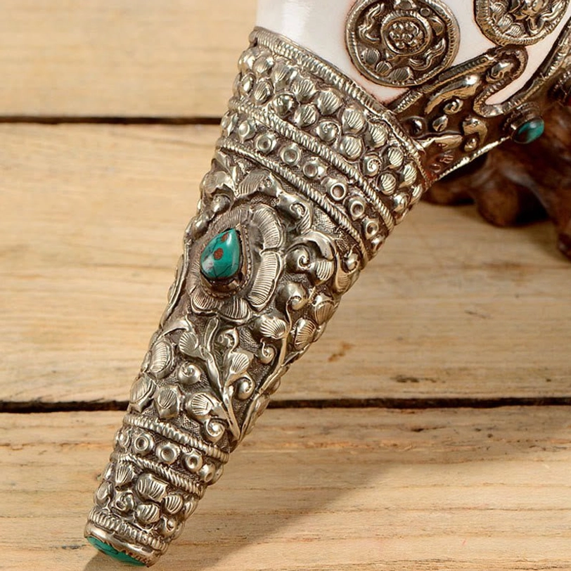 Tibetan shankha conch shell displaying full silver protective mount wrapping with natural inner conch structure visible