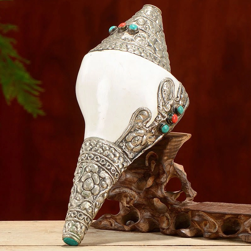 Tibetan shankha conch shell size comparison display showing multiple heights for home altar decoration selection