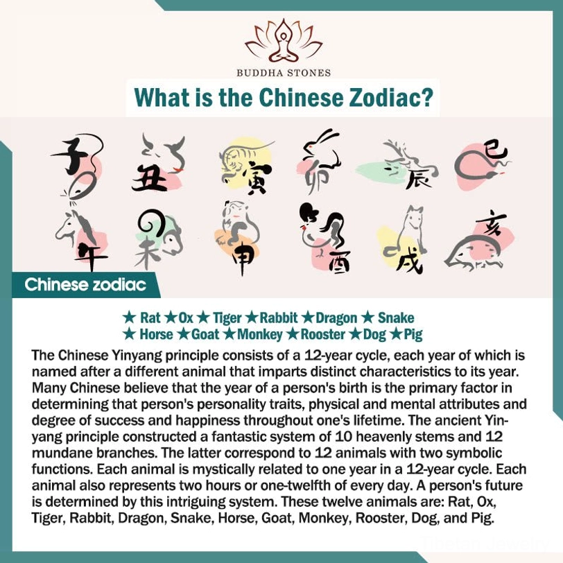 Chinese zodiac system explanation infographic with 12 animal signs and yin-yang principle illustration